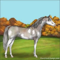 Horse Color:Liver Red Dun Mushroom Sabino Splash