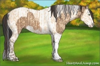 Horse Color:Amber Champagne Dun  and Bay Dun Splash Tobiano 