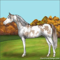 Horse Color:White Spotted Liver Red Dun Splash