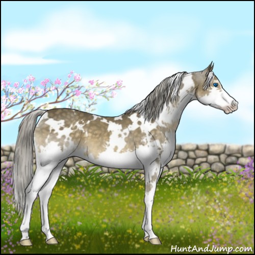 Horse Color:White Spotted Chocolate Palomino Sabino Splash 