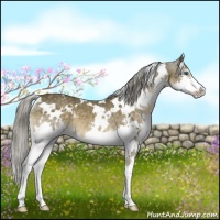 Horse Color:White Spotted Chocolate Palomino Sabino Splash 
