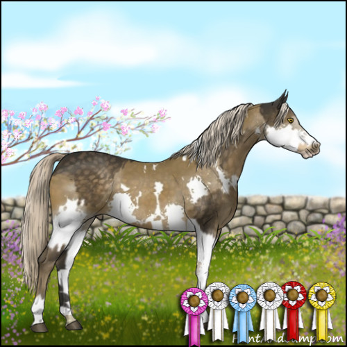 Horse Color:Chocolate Palomino Sabino  and White Spotted Chocolate Palomino Splash 