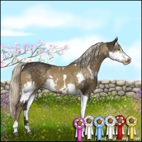 Horse Color:Chocolate Palomino Sabino and White Spotted Chocolate Palomino Splash