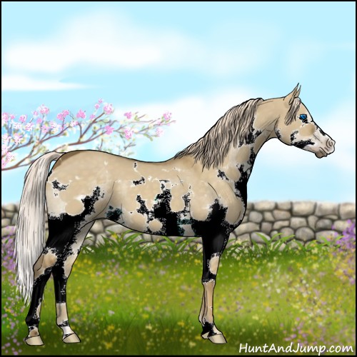 Horse Color:White Spotted Chocolate Palomino Dun Splash
