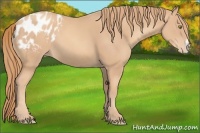 Horse Color:Gold Champagne Frame Appaloosa 