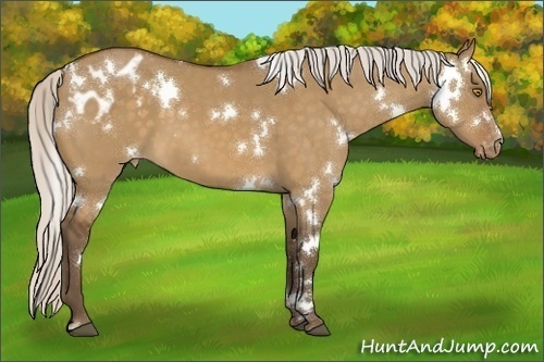 Horse Color:White Spotted Silver Buckskin Dun Varnish