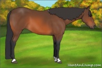 Horse Color:Bay 