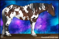 Horse Color:White Spotted Brown