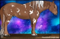 Horse Color:White Spotted Chestnut 
