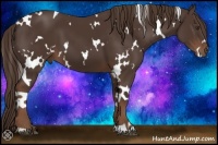 Horse Color:White Spotted Liver Chestnut 