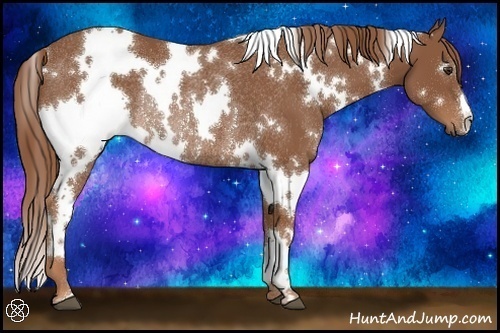 Horse Color:White Spotted Chestnut Rabicano 