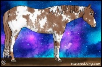 Horse Color:White Spotted Chestnut Rabicano 