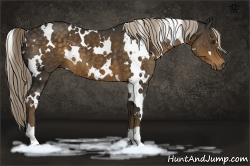 Horse Color:White Spotted Chocolate Palomino 