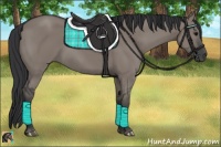 Horse Color:Grullo 