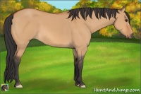 Horse Color:Bay Dun