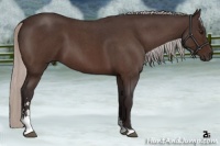 Horse Color:Silver Brown Roan Sabino
