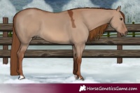 Horse Color:Red Dun 