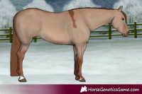 Horse Color:Red Dun 