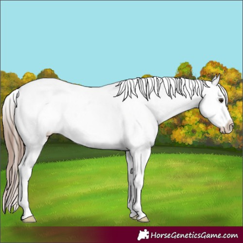 Horse Color:Liver Chestnut Appaloosa