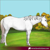 Horse Color:Liver Chestnut Appaloosa 