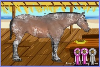 Horse Color:Bay Ice Sabino 