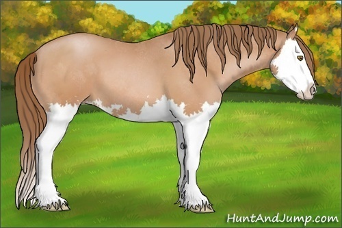 Horse Color:Brown Pearl Sabino Splash 