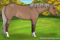 Horse Color:Silver Brown Dun