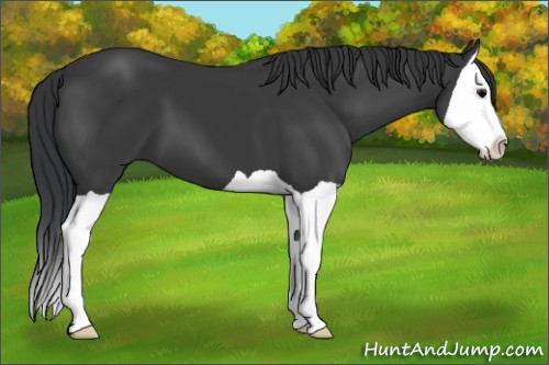 Horse Color:Black Splash