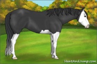 Horse Color:Black Splash