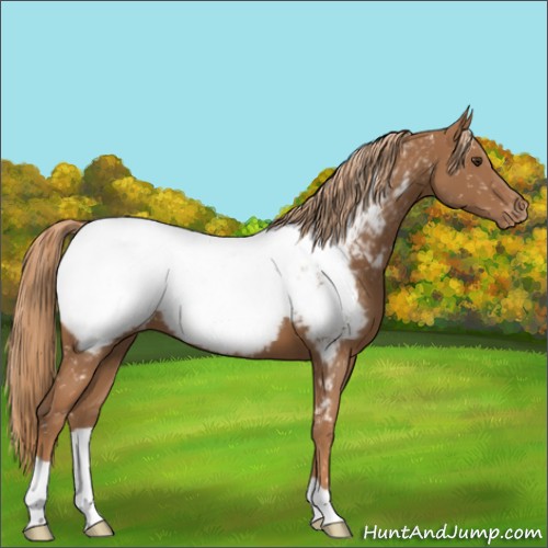 Horse Color:Chestnut Snowcap