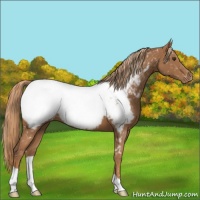 Horse Color:Chestnut Snowcap 