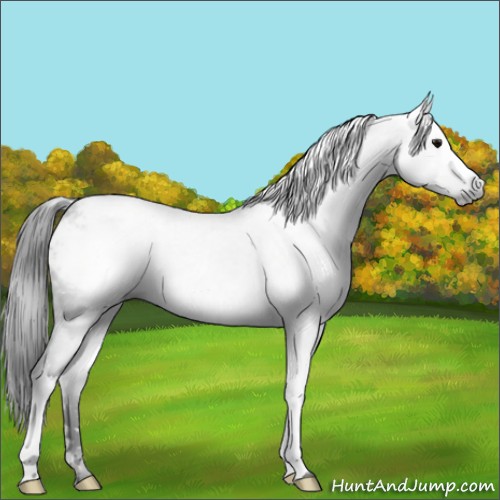Horse Color:Gray Black Snowcap