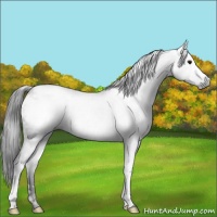 Horse Color:Gray Black Appaloosa