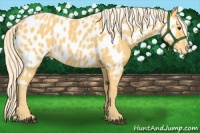 Horse Color:Palomino Appaloosa