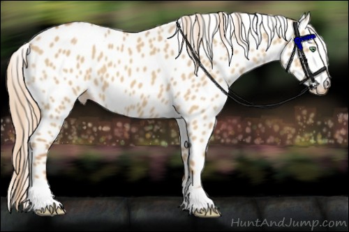 Horse Color:Red Dun Leopard