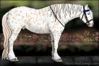 Horse Color:Red Dun Leopard