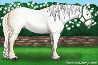 Horse Color:Gray Palomino