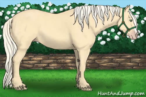 Horse Color:Gold Cream Champagne 