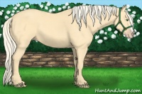 Horse Color:Gold Cream Champagne 