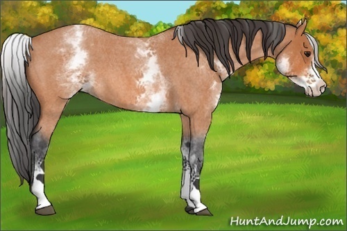 Horse Color:White Spotted Bay Roan 