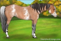 Horse Color:White Spotted Bay Roan 