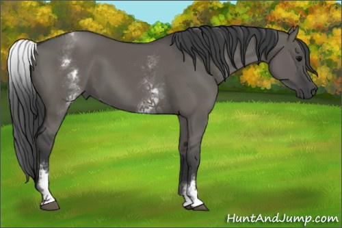 Horse Color:White Spotted Grullo 