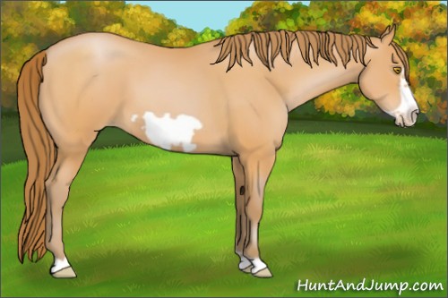 Horse Color:Bay Pearl Frame 