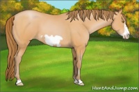 Horse Color:Bay Pearl Frame 