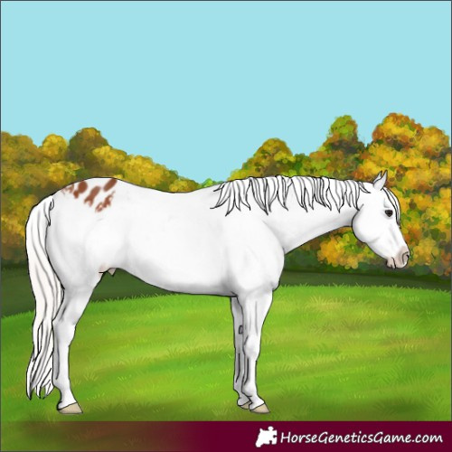 Horse Color:White Spotted Silver Bay Appaloosa 