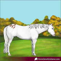 Horse Color:White Spotted Silver Bay Appaloosa