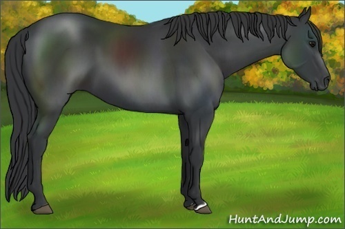 Horse Color:Black 