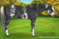 Horse Color:White Spotted Black Splash