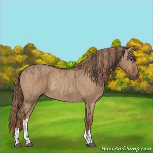 Horse Color:Bay Dun Rabicano  and Red Dun Rabicano 