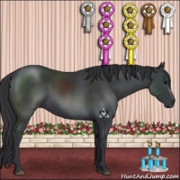 Horse Color:Black 